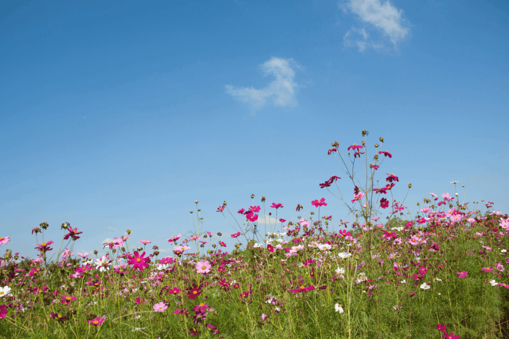A importância de identificar seu propósito de vida.