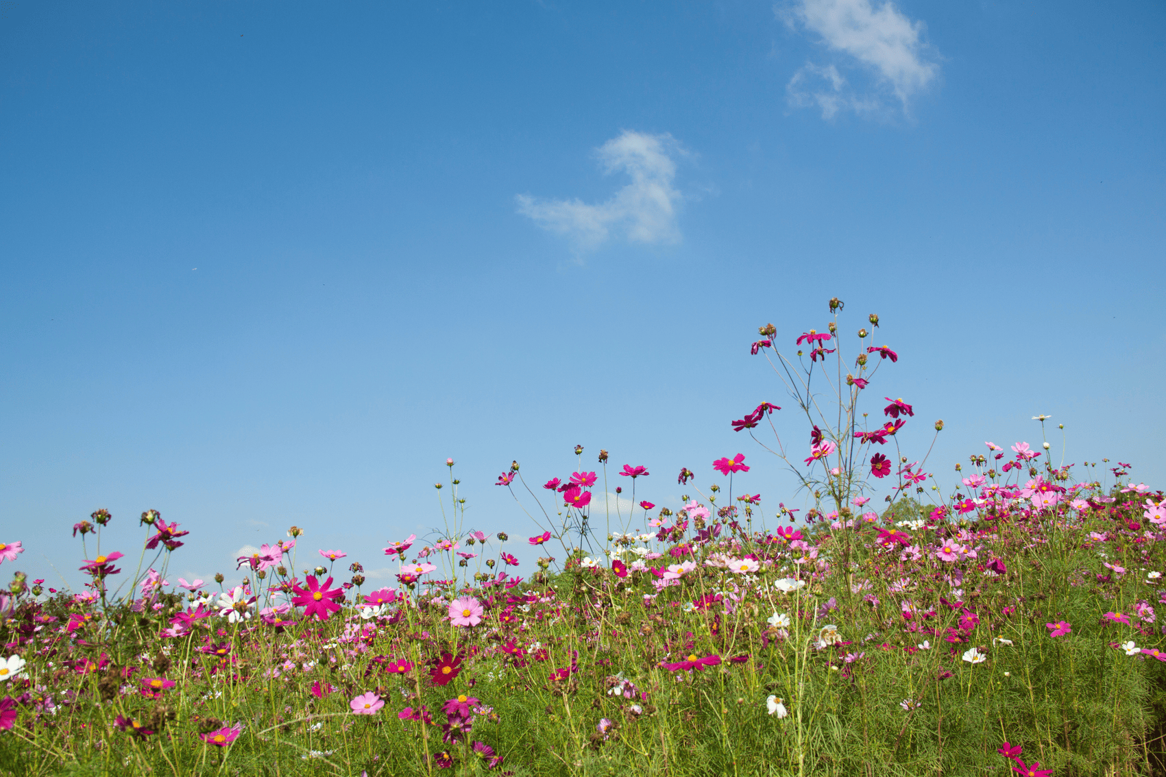 A importância de identificar seu propósito de vida.