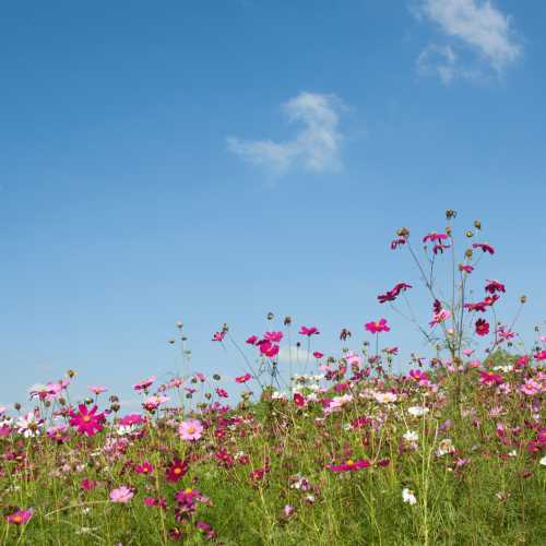 A importância de identificar seu propósito de vida.